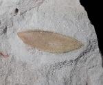 Podozamites distans (PRESL in STERNBERG 1838) - Bild © FossNet FossilienStore